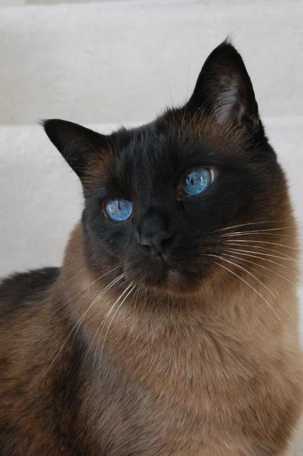 /Images/uploads/The Murphee and Sugar Angel Foundation/murpheeandsugar-pet-photo-contest-fundraiser/entries/27865thumb.jpg